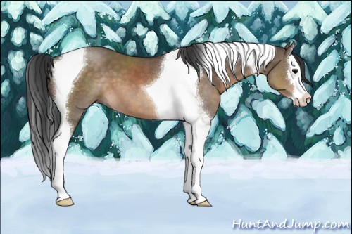 Horse Color:Brown Dun Sabino Splash Tobiano 