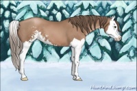 Horse Color:Black Pearl Sabino Splash 
