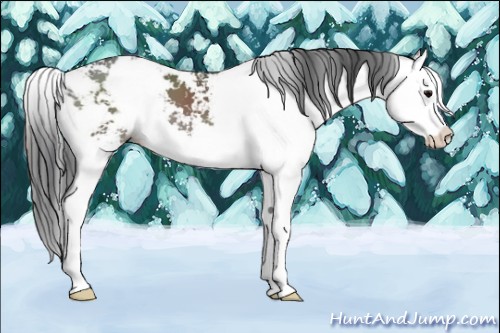 Horse Color:Grullo Sabino Splash 