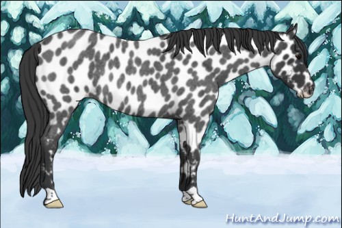 Horse Color:Blue Roan Appaloosa Rabicano 