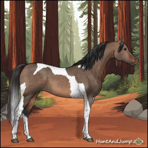 Horse Color:Bay Dun Tobiano 