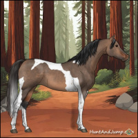 Horse Color:Bay Dun Tobiano 