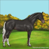 Horse Color:Liver Chestnut Mushroom Appaloosa 