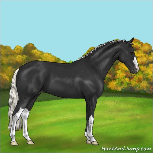 Horse Color:Liver Chestnut Mushroom Varnish