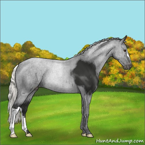 Horse Color:Liver Chestnut Mushroom Varnish 
