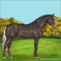 Horse Color:Liver Chestnut Mushroom Appaloosa 