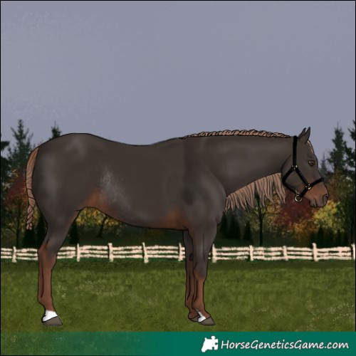 Horse Color:Liver Chestnut Rabicano 
