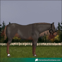 Horse Color:Liver Chestnut Rabicano 