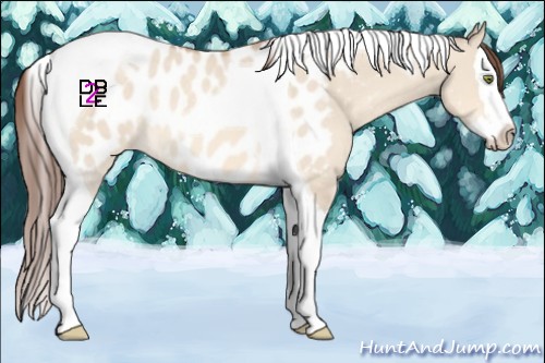 Horse Color:Amber Champagne Dun Sabino Splash Tobiano Appaloosa 