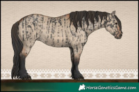 Horse Color:Grullo  and Bay Dun 