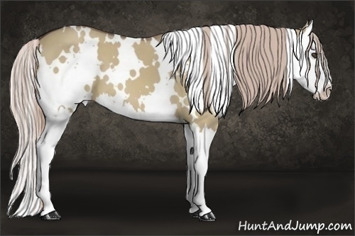 Horse Color:White Spotted Chocolate Palomino Dun Splash