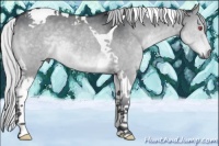 Horse Color:Silver Grullo Chinchilla Tobiano