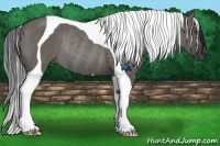 Horse Color:Grullo Tobiano Rabicano