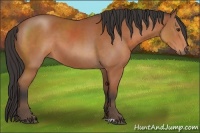 Horse Color:Brown 