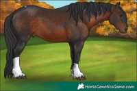 Horse Color:Brown Tobiano Rabicano