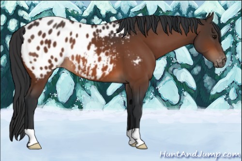 Horse Color:Bay Appaloosa