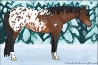 Horse Color:Bay Appaloosa 