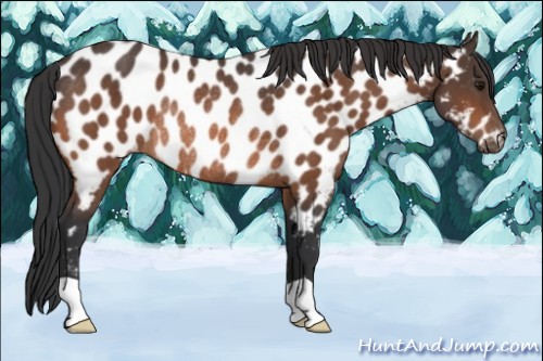 Horse Color:Bay Appaloosa Rabicano 