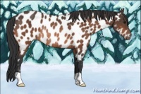 Horse Color:Bay Near Leopard Rabicano 