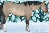 Horse Color:Brown Dun Rabicano 