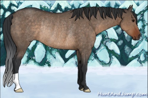Horse Color:Brown Dun Rabicano 
