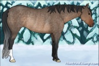 Horse Color:Brown Dun Rabicano 
