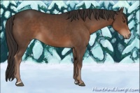 Horse Color:Liver Chestnut Sabino Rabicano 