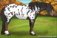 Horse Color:Liver Chestnut Sabino Appaloosa 