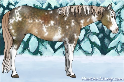 Horse Color:White Spotted Chocolate Palomino Splash Rabicano 