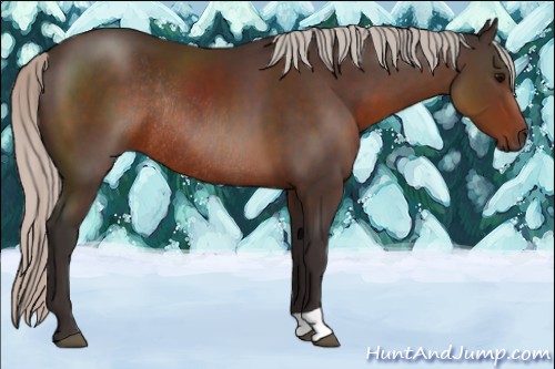 Horse Color:Silver Brown Rabicano 