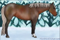 Horse Color:Silver Brown Rabicano 
