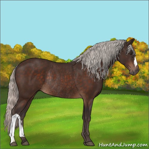 Horse Color:Silver Brown Rabicano