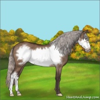 Horse Color:Silver Brown Dun Frame 
