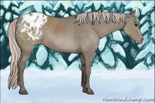 Horse Color:Silver Grullo Appaloosa