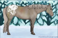 Horse Color:Silver Grullo Appaloosa 