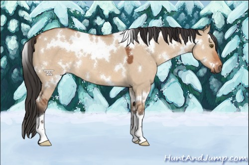 Horse Color:White Spotted Brown Dun