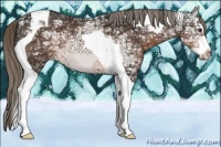 Horse Color:Liver Chestnut Ice Mushroom Splash Tobiano 