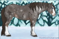 Horse Color:Liver Chestnut Ice Sabino Splash 