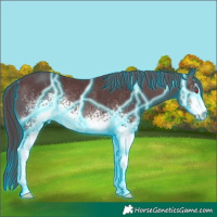 Horse Color:Thunderstruck White Spotted Chocolate Brown Chinchilla Sabino Rabicano