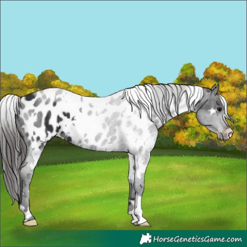 Horse Color:White Spotted Black Appaloosa 