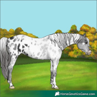 Horse Color:White Spotted Black Near Leopard