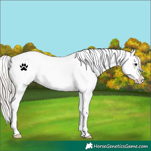 Horse Color:White Spotted Silver Grullo Appaloosa 
