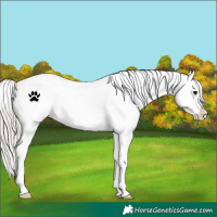 Horse Color:White Spotted Silver Grullo Blanket