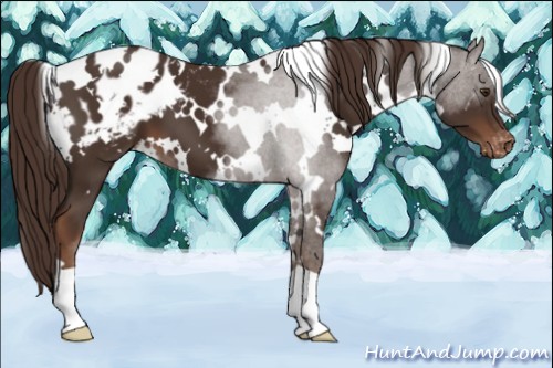 Horse Color:White Spotted Liver Chestnut Appaloosa 