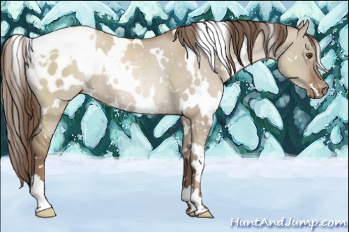 Horse Color:White Spotted Grullo Pearl Blanket Rabicano