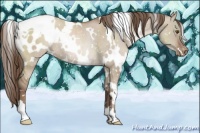Horse Color:White Spotted Grullo Pearl Blanket Rabicano 
