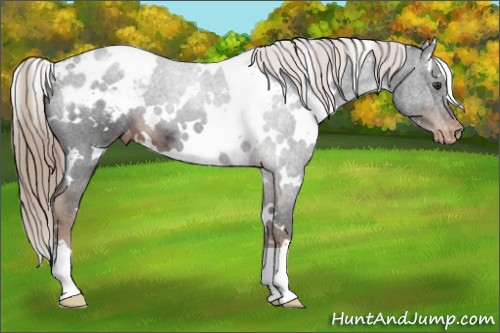 Horse Color:White Spotted Liver Chestnut Appaloosa 