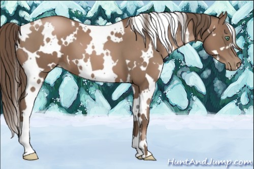 Horse Color:White Spotted Black Pearl