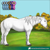 Horse Color:Liver Chestnut Mushroom Sabino Splash Appaloosa and Chestnut Chinchilla Sabino Splash Appaloosa