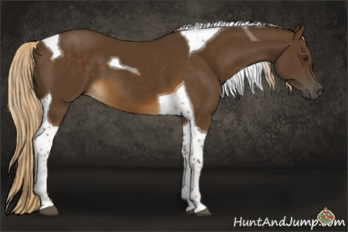 Horse Color:Chocolate Palomino Tobiano
